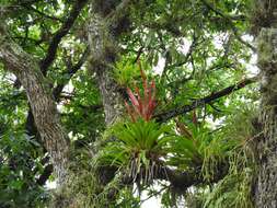 Image of Tillandsia deppeana Steud.