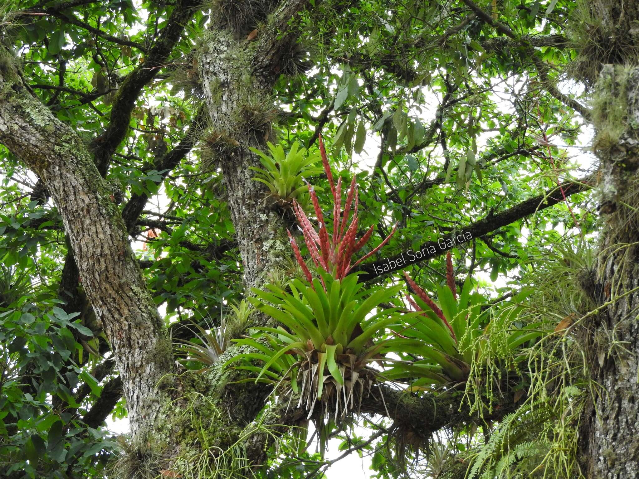 Image of Tillandsia deppeana Steud.