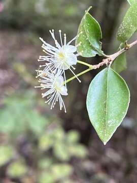 Imagem de Amomyrtus luma (Molina) D. Legrand & Kausel