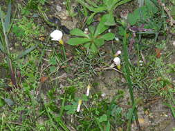Image of Oxalis versicolor L.