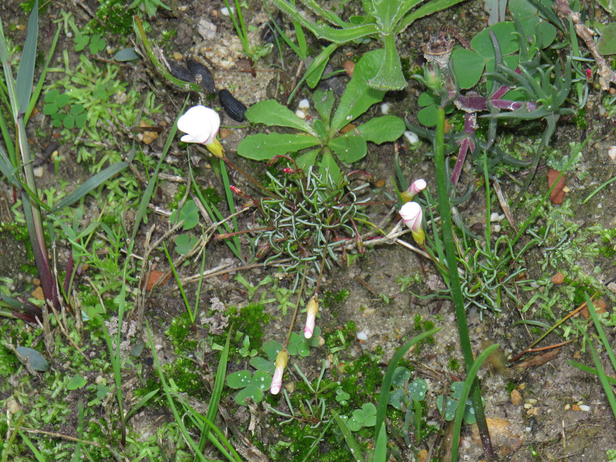 Image de Oxalis versicolor L.