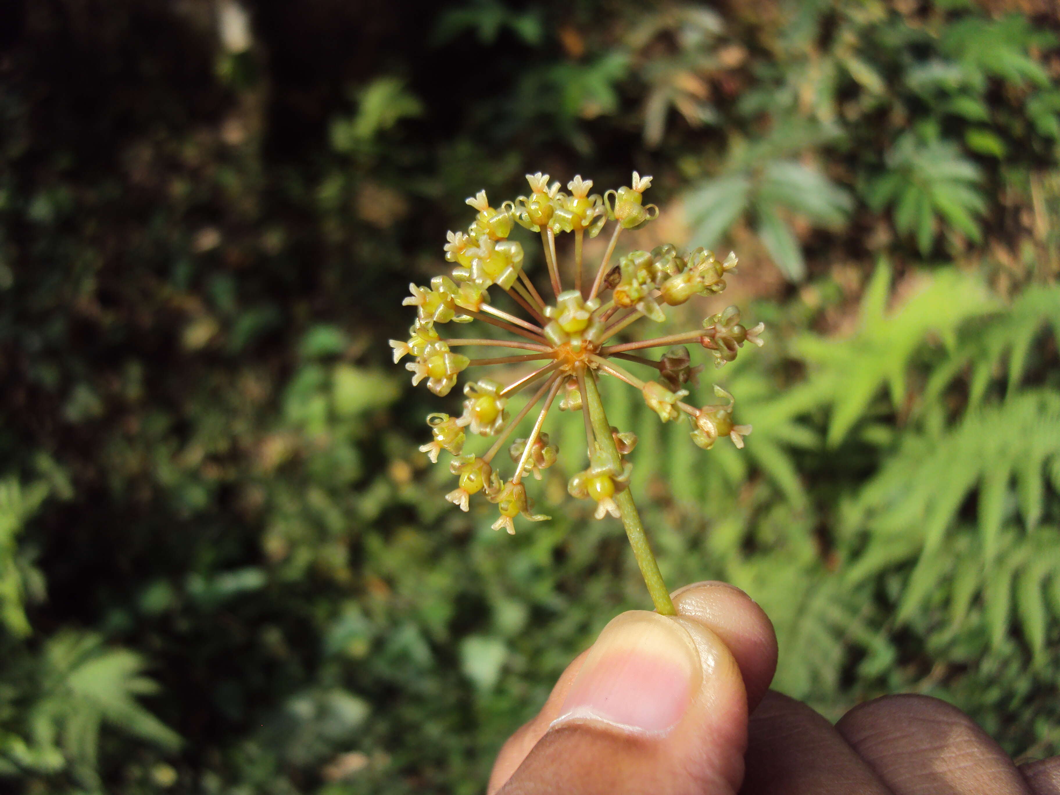 Image of Smilax zeylanica L.