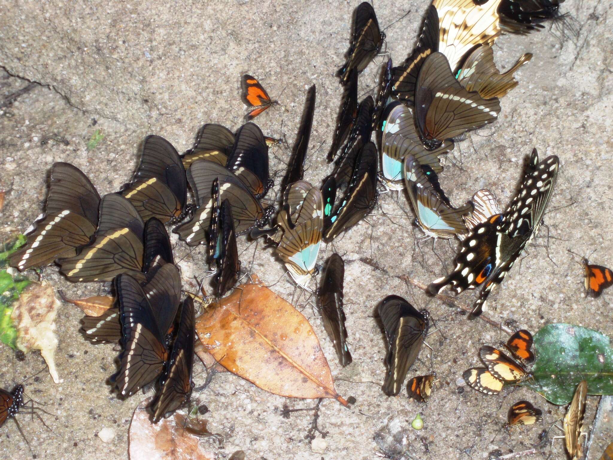 صورة Papilio lormieri Distant 1874