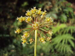 Smilax zeylanica L. resmi