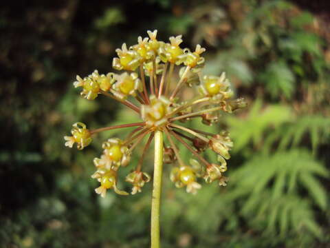 Image of Smilax zeylanica L.