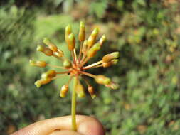 Image of Smilax zeylanica L.