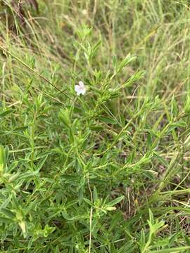 Mecardonia acuminata (Walt.) Small resmi