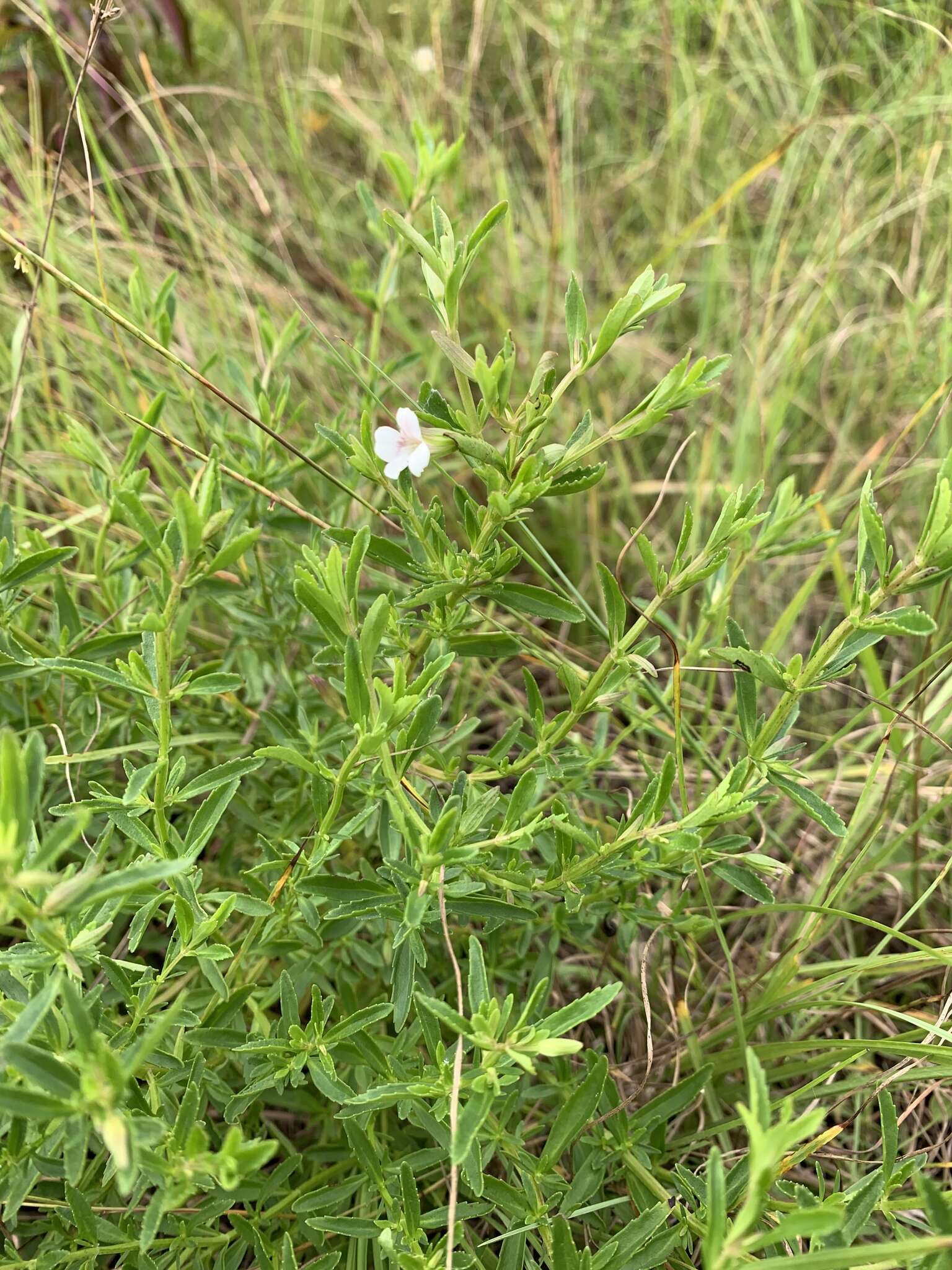 Mecardonia acuminata (Walt.) Small resmi