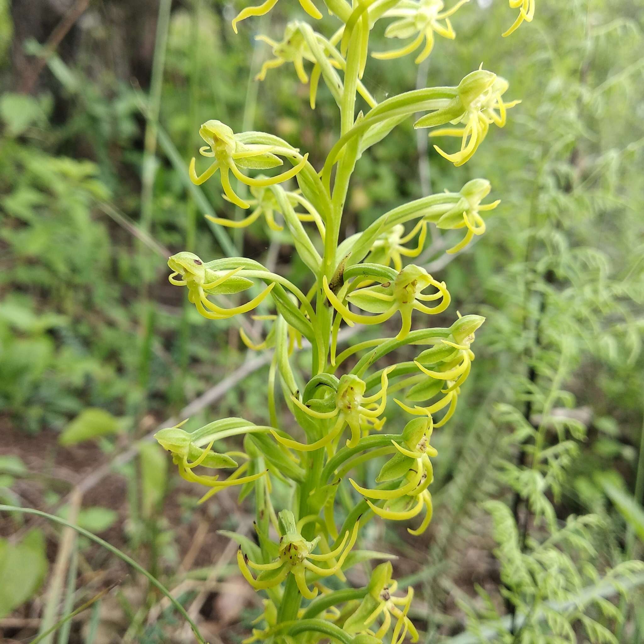 Habenaria novemfida Lindl. resmi