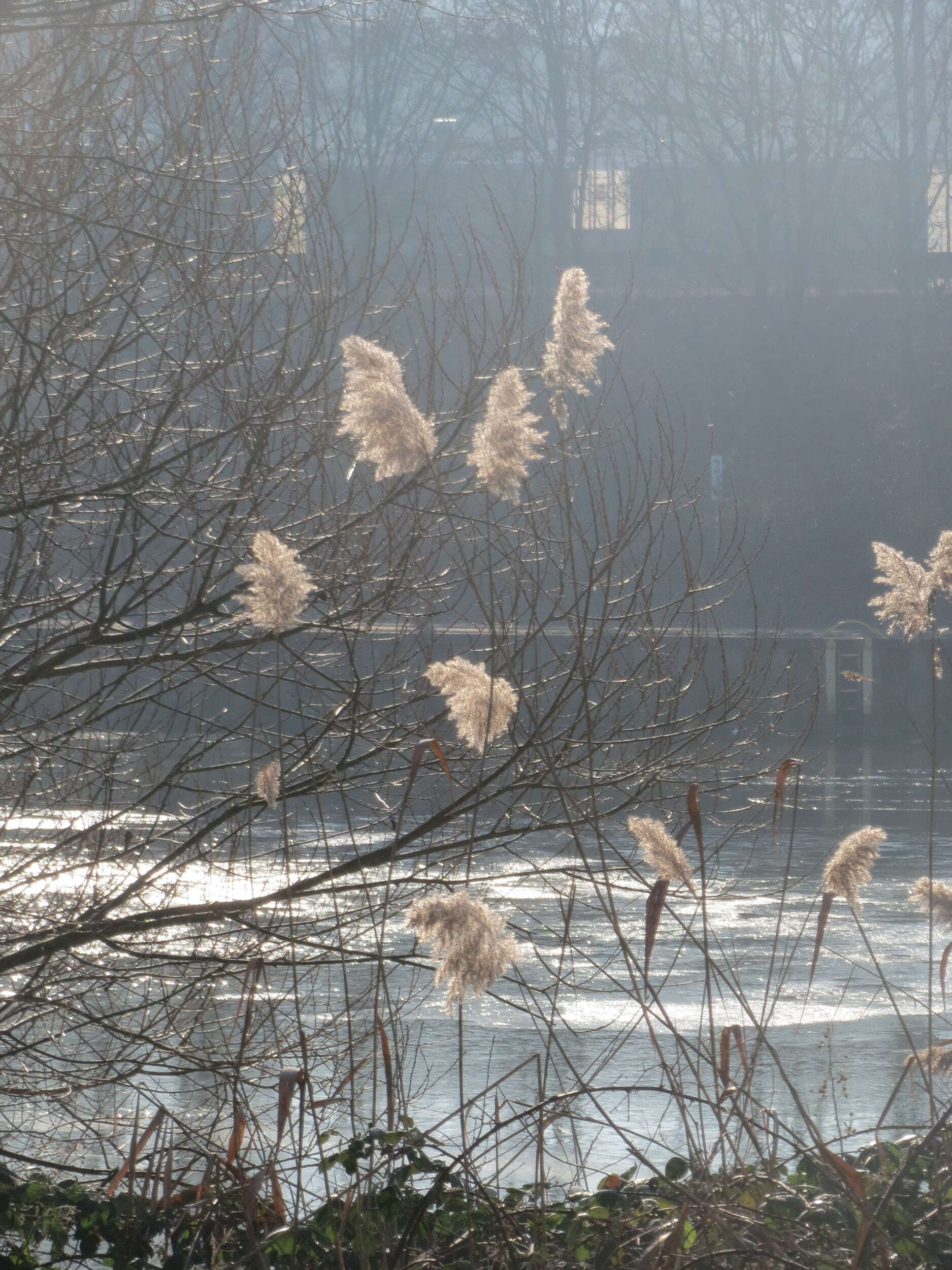 Image of common reed