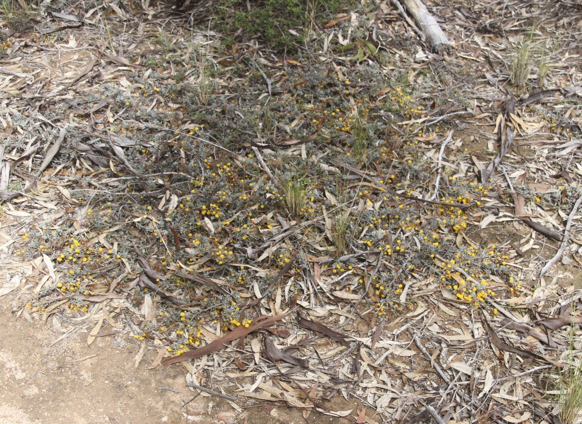 Acacia erinacea Benth.的圖片