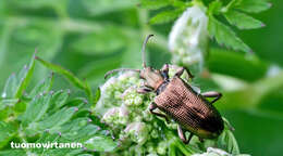 Image of Plateumaris discolor (Panzer 1795)