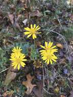 Image of Maryland goldenaster