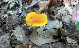 Imagem de Amanita elongata Peck 1909