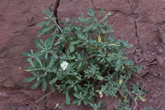 Image of Hormathophylla halimifolia (Boiss.) P. Küpfer