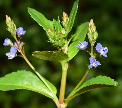 Image de Veronica beccabunga subsp. beccabunga