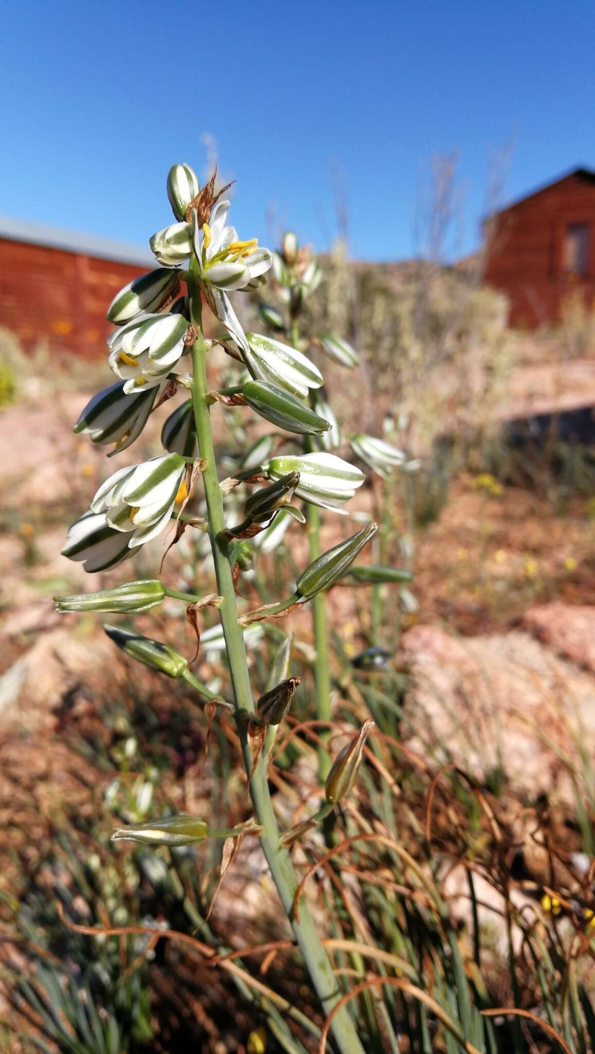 Image of Albuca consanguinea (Kunth) J. C. Manning & Goldblatt