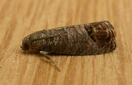 Image of codling moth