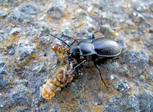 Image of Carabus (Archicarabus) wiedemanni wiedemanni Ménétriés 1836