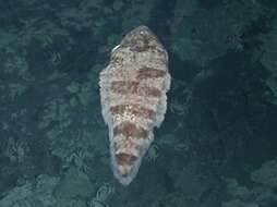 Image of Western Pacific tonguefish