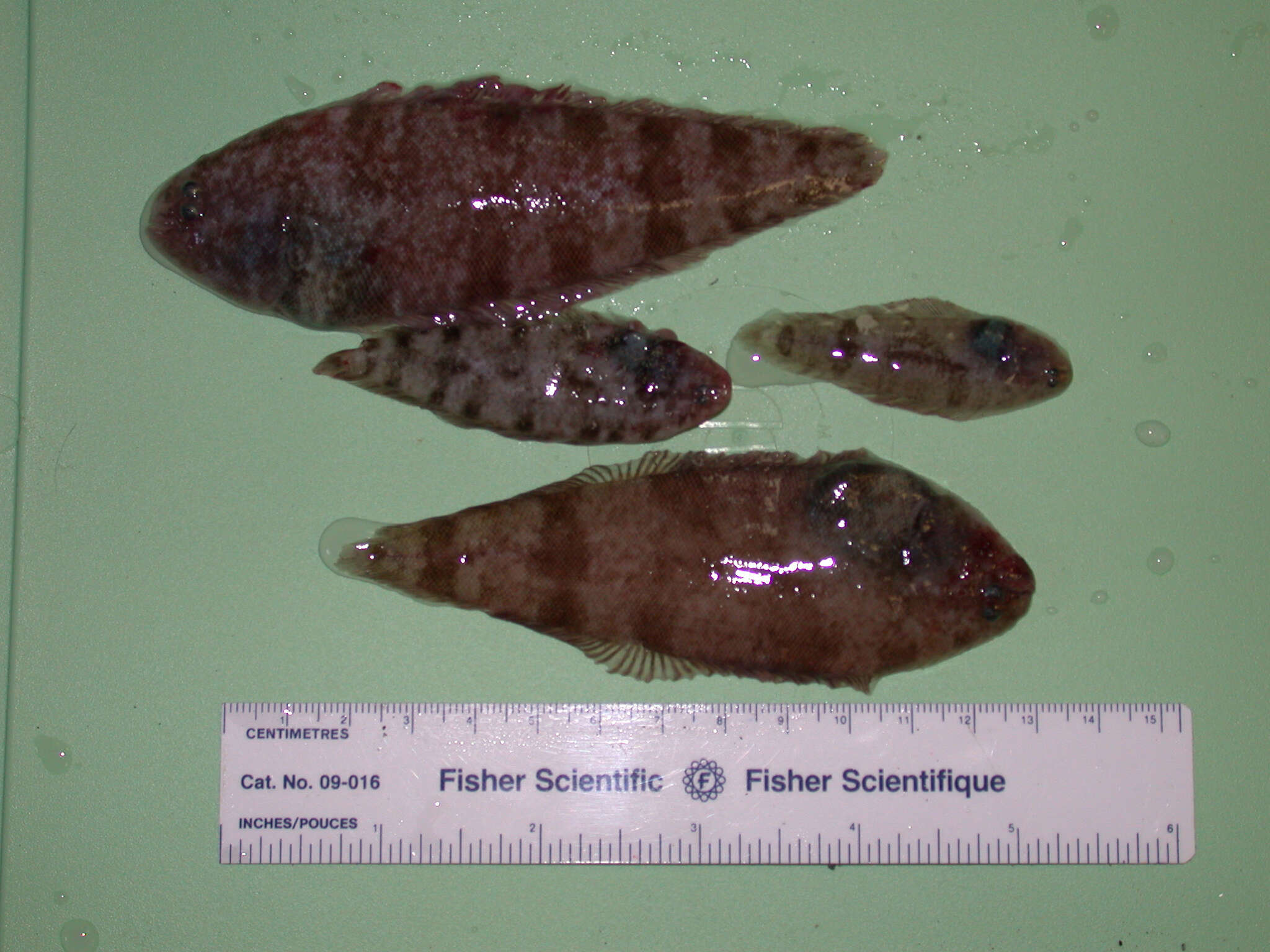 Image of Western Pacific tonguefish