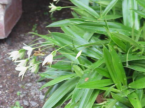 Image de Xerophyta elegans (Balf.) Baker