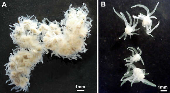 Image of Polypodium