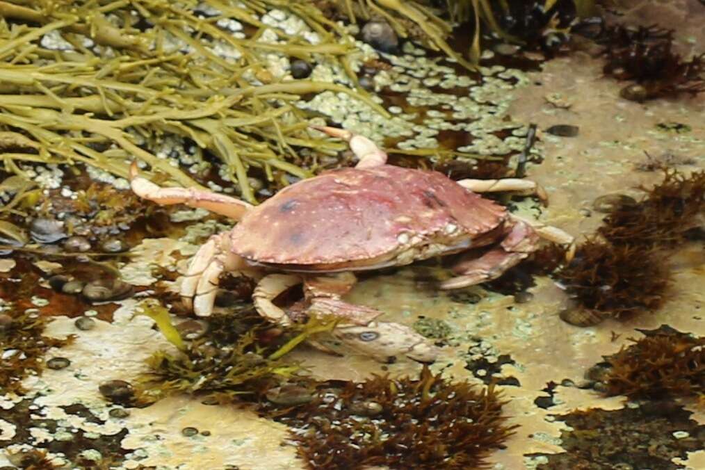 Image of Jonah crab