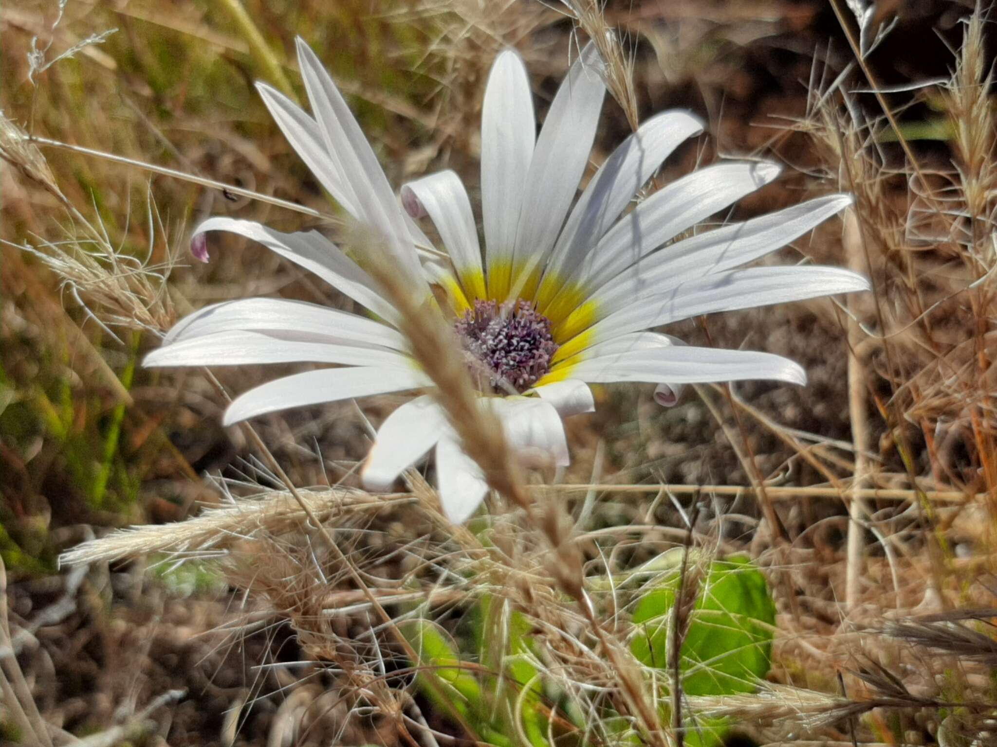 Image of Free State daisy