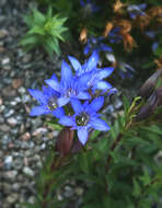 Image of crested gentian