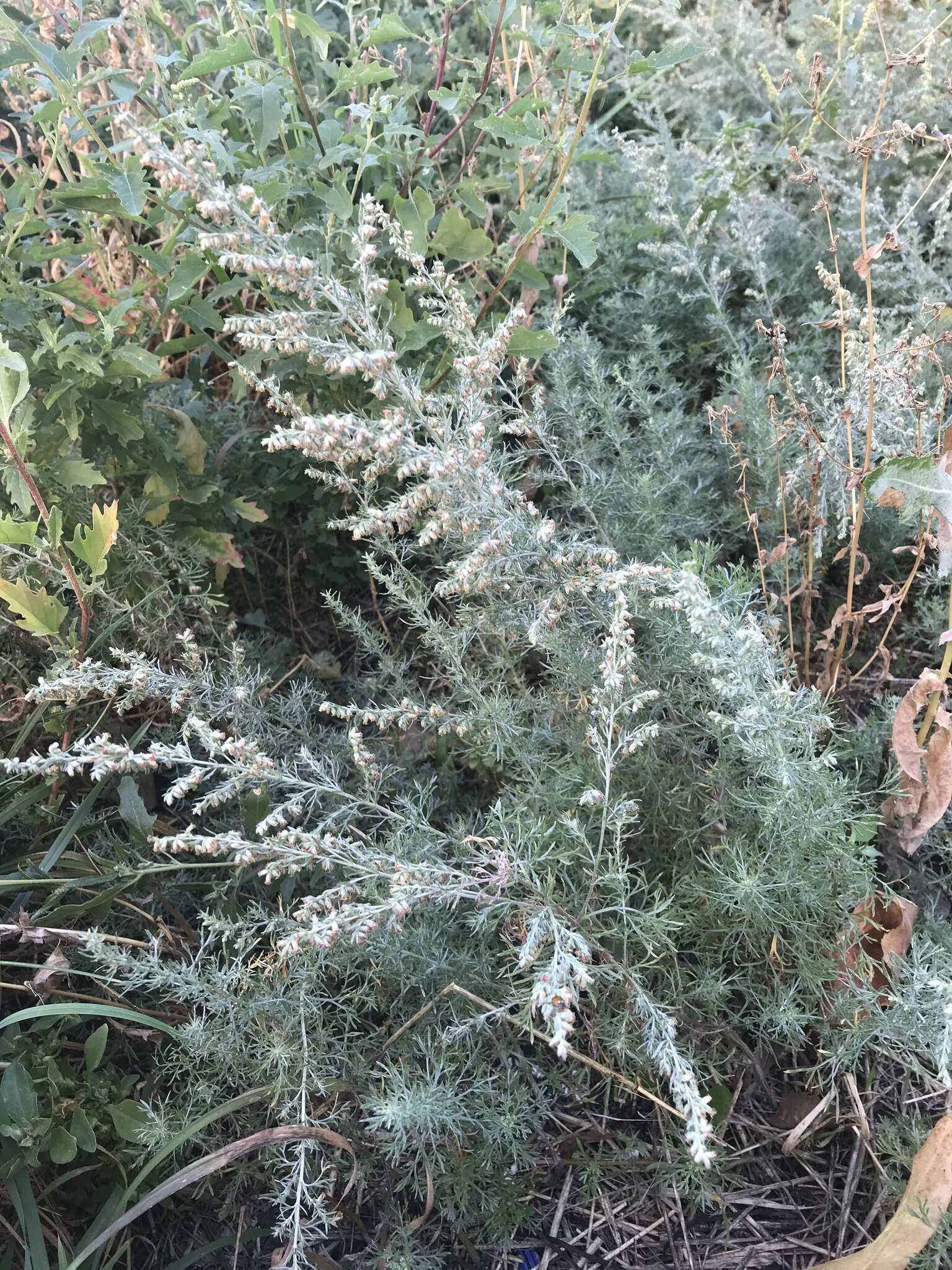 Слика од Artemisia austriaca Jacq.