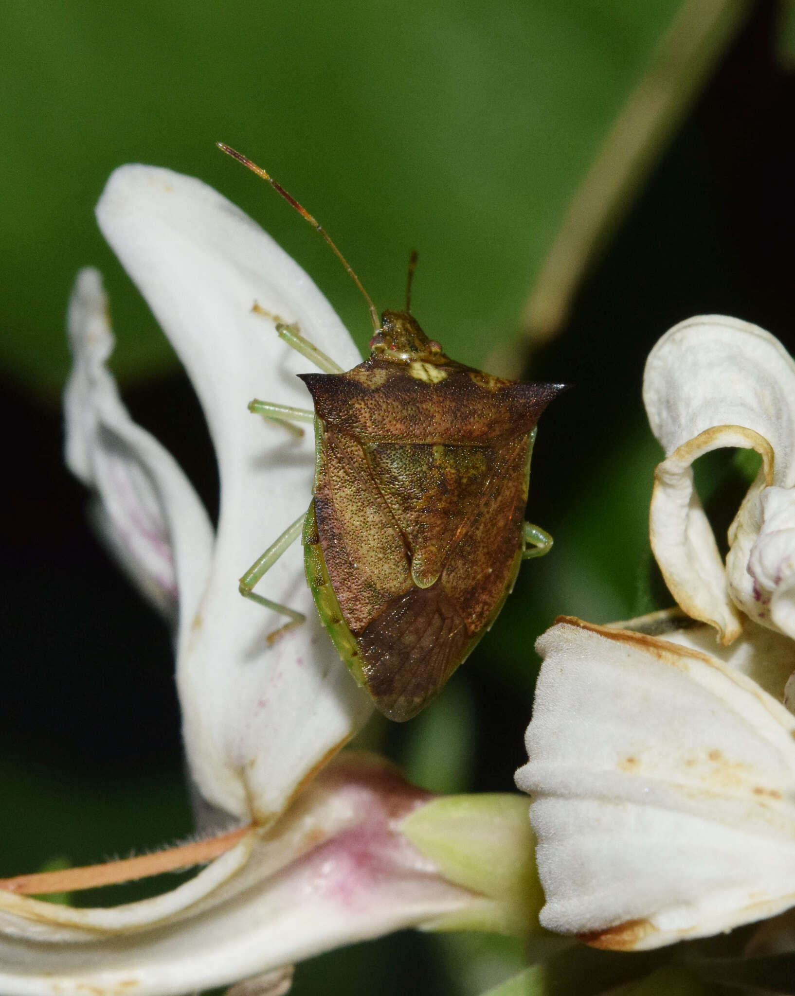 Duvernoia adhatodoides E. Mey. resmi