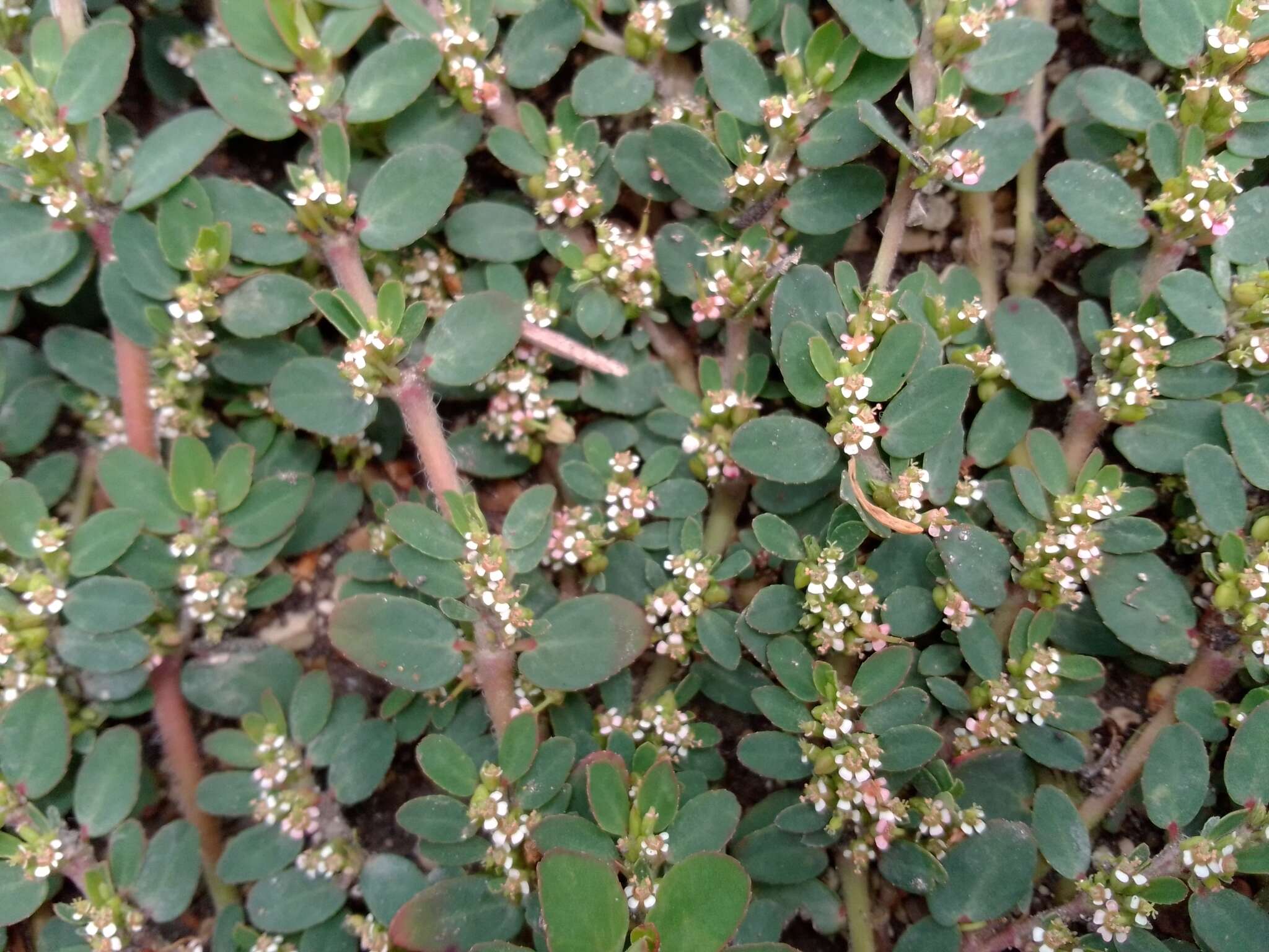 Image of Euphorbia leucantha (Klotzsch & Garcke) Boiss.