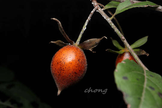 Слика од Diospyros rhombifolia Hemsl.