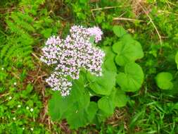 Image of Valeriana pyrenaica L.