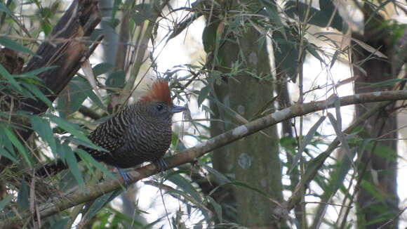 Image of Tufted Antshrike