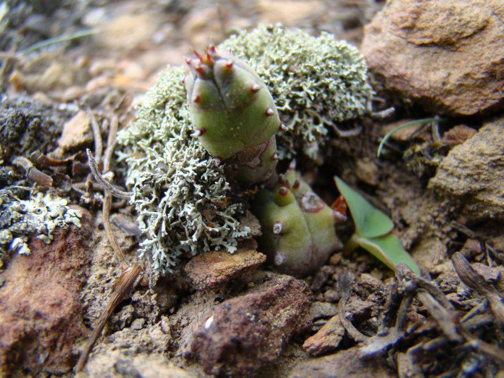 Слика од Euphorbia nesemannii R. A. Dyer