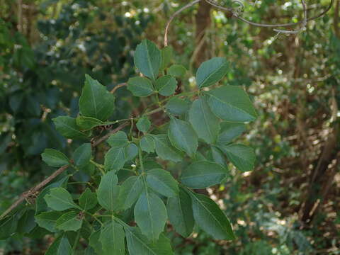 Image of Serjania lucida Schumach.