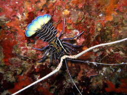 Image of Painted Spiny Lobster