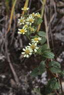 Слика од Schizotrichia jelskii (Hieron.) Strother ex Loockerman, B. L. Turner & R. K. Jansen