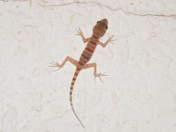 Image of Tenuidactylus bogdanovi Nazarov & Poyarkov 2013