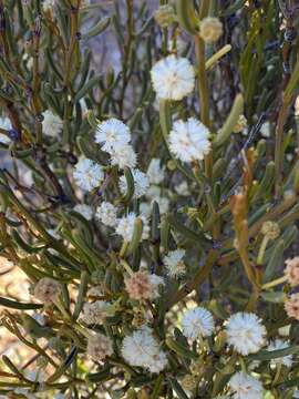 Imagem de Acacia amyctica R. S. Cowan & Maslin