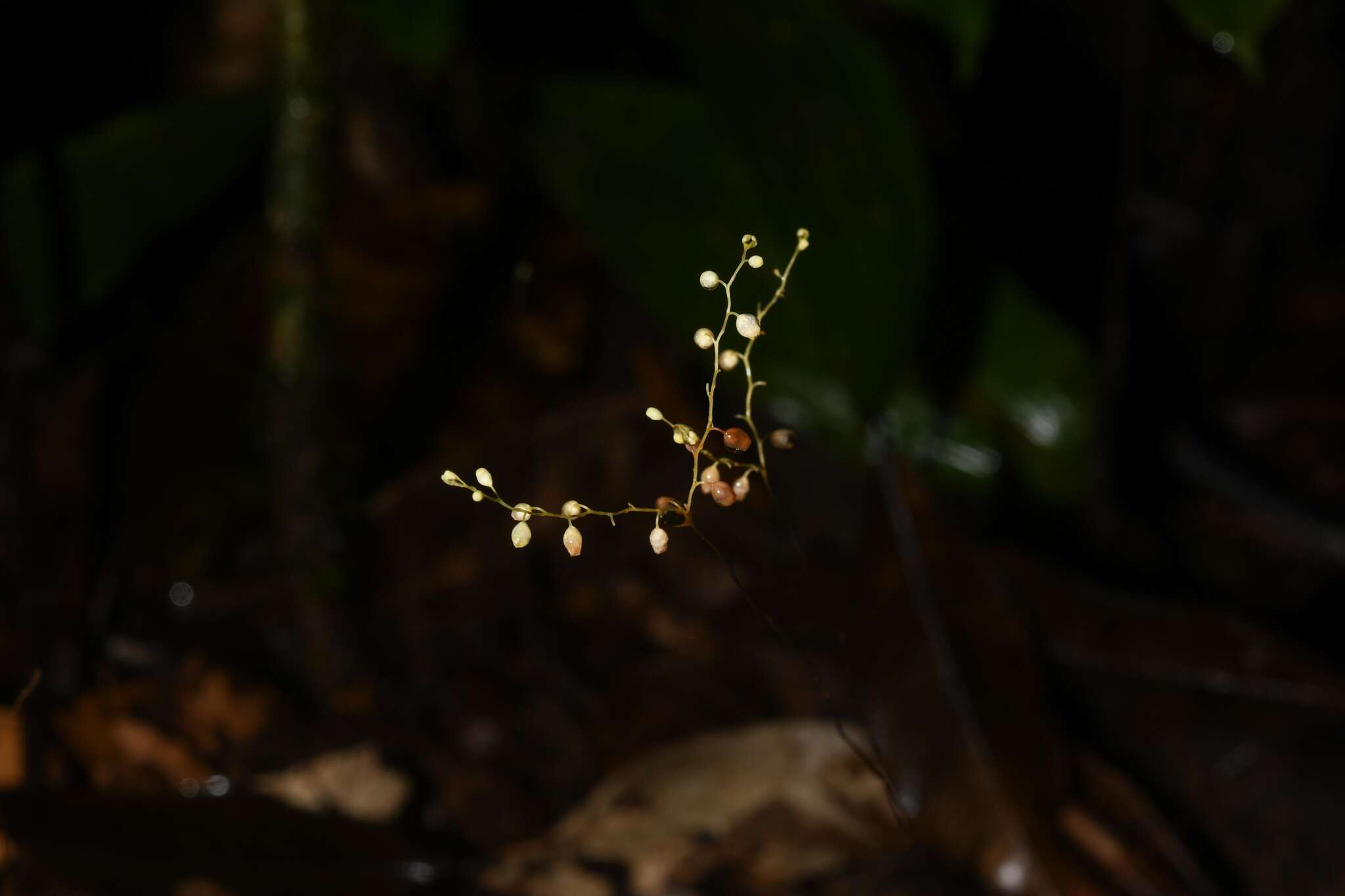 Image of Dictyostega orobanchoides subsp. parviflora (Benth.) Snelders & Maas