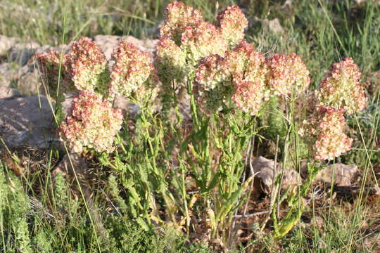 Слика од Rumex thyrsoides Desf.