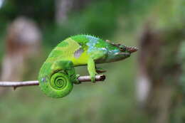 Image of West Usambara Blade-horned Chameleon