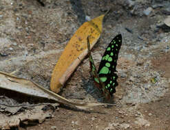 Graphium cyrnus (Boisduval 1836) resmi