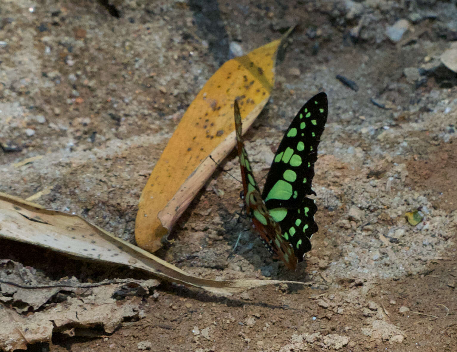 Graphium cyrnus (Boisduval 1836) resmi