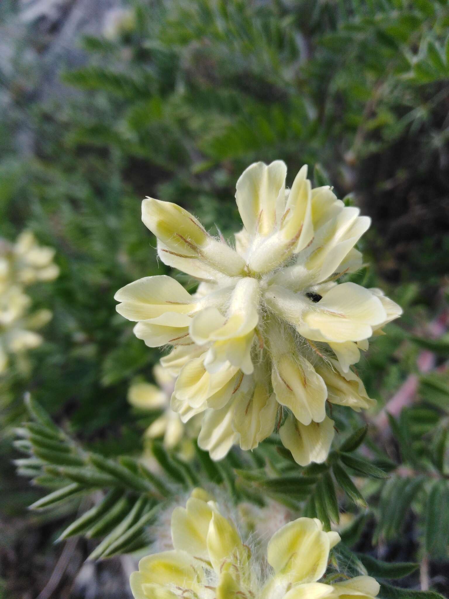 Oxytropis pilosa (L.) DC. resmi