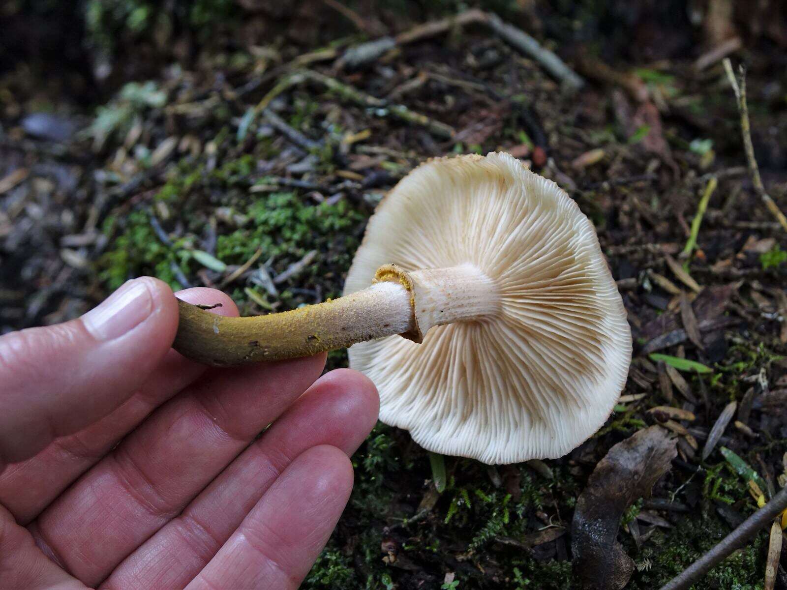 Image of Armillaria limonea (G. Stev.) Boesew. 1977