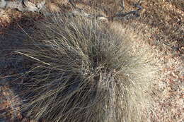 Image of deergrass